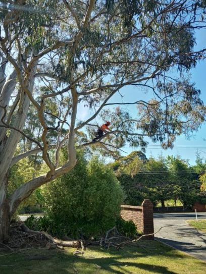 TREE FIX TAS